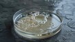 © Y_Malashkevych - A Petri dish featuring a clear agar surface contains a large circular colony of yeast cells. The colony is well-defined against the surrounding medium indicating healthy growth