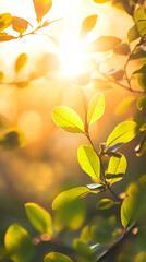 Aufkleber - Golden sunset rays filtering through verdant tree leaves, casting warm, tranquil glow across delicate foliage
