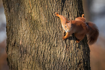 Wall Mural - A red fluffy squirrel holds onto a tree trunk and looks right toward the camera lens on a sunny winter day.