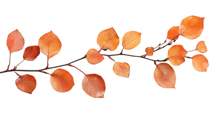 Leinwandbilder - Horizontal twig with orange autumn leaves isolated on transparent background, ideal for fall compositions