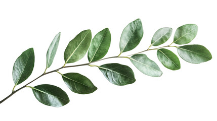 Aufkleber - Green-leafed twig suspended against transparent backdrop, suitable for graphic design layouts