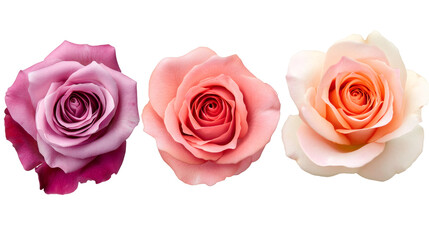 Poster - Beautifully arranged roses with delicate pink, peach, and cream petals, isolated on a transparent background for design use