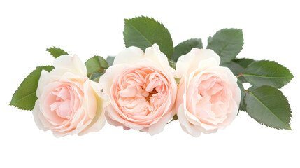 Poster - Close-up of three delicate pink roses blooming, revealing intricate petal layers and verdant green foliage against transparent backdrop