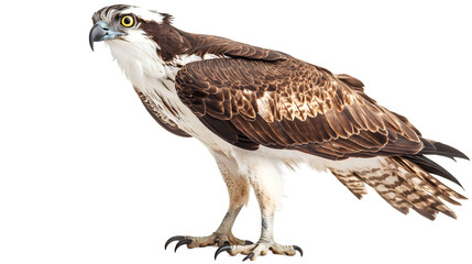 Poster - Full body of a stunning Osprey standing proudly, isolated against a transparent background, highlighting its striking plumage and fierce talons