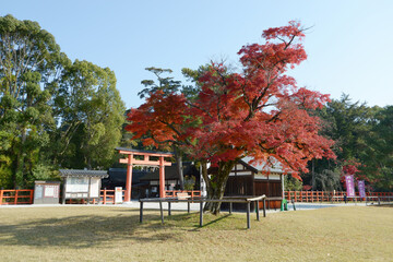 Wall Mural - 上賀茂神社　境内の紅葉　京都市北区