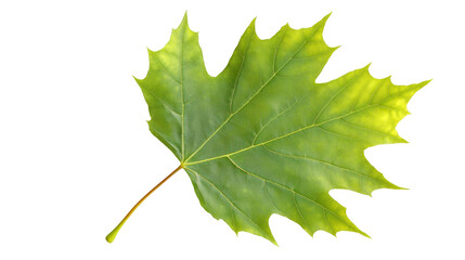 Poster - Green maple leaf floating against transparent backdrop, ideal for design compositions