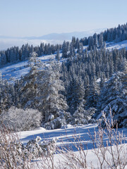 Wall Mural - Winter Landscape of Vitosha Mountain, Bulgaria