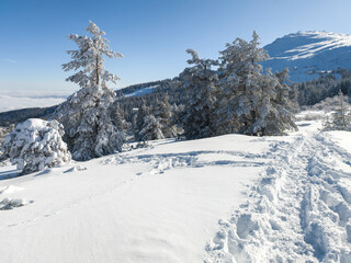 Wall Mural - Winter Landscape of Vitosha Mountain, Bulgaria