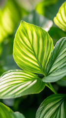 Poster - Sunlight illuminates the vibrant parallel veins of a green leaf, showcasing the intricate patterns of nature