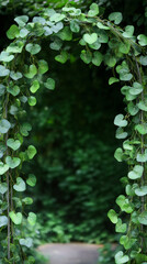 Poster - Beautiful arch made of green leaves frames a path leading into a dense forest, creating a tranquil and inviting scene