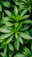 Poster - Verdant green foliage filling frame, creating lush botanical backdrop for organic design compositions