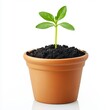 © Avve Diana  - A transparent background featuring a seedling in a terracotta pot, image
