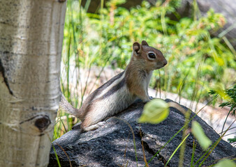Wall Mural - golden-mantled ground squirrel