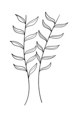 Wall Mural - Tree branch with leaves isolated on white background.