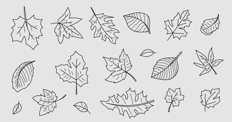 Wall Mural - autumn leaves vector drawing. vector illustration.