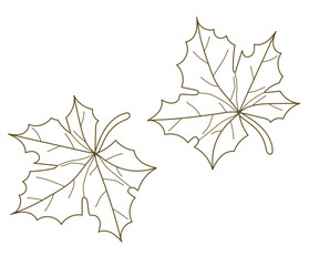 Wall Mural - hand drawing brown maple leaf line art collection.vector illustration.
