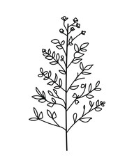 Wall Mural - Doodle vector plant with leaves. Botanical vector illustration
