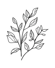 Wall Mural - Isolated hand drawn doodle line branch. Flat vector illustration .