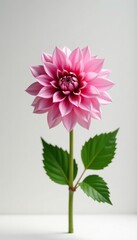 Wall Mural - Large pink dahlia blossom on a minimalist white surface, flowers, greenery, flower