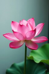 Wall Mural - Stunning pink lotus flower against a soft white background with minimal lighting, botanical, pink lotus