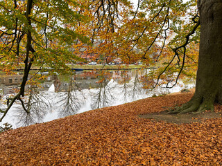 Wall Mural - Tree and fallen leaves near pond in park