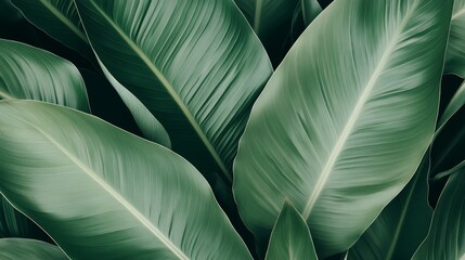 Poster - Close-Up View of Green Leaves Highlighting Natural Patterns and Textures