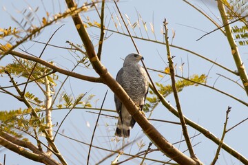 hawk