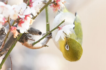 Wall Mural - white eye in a forest