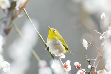 Wall Mural - white eye in a forest