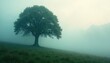 © Jame - Ethereal wisps of fog curl around a solitary tree, serene, texture, forest