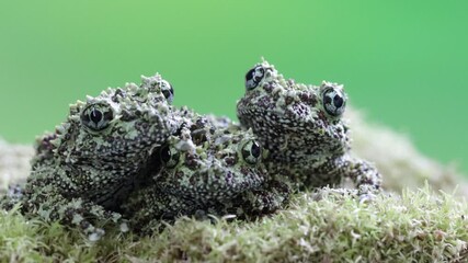 Wall Mural - three theloderma corticale (vietnamese mossy frog) juvenile on moss, moss tree frog camouflage on mo