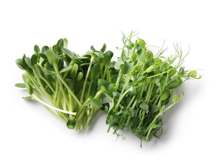 Wall Mural - Heap of fresh micro green isolated on white background