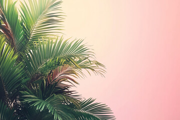 Pink background with tropical palm leaves in muted tones. Flat lay top view. Banner. Tinted pink and green trendy colors