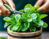 Hands trimming fresh herbs in wooden pot, kitchen background