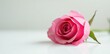 © Jameo - Pink rose unfurls its petals on a crisp white surface, flowers, rose, minimalist