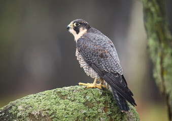 Wall Mural - Peregrine Falcon ( Falco peregrinus )  close up