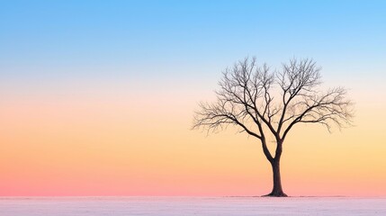 Wall Mural - A lone, weathered tree silhouetted against a vast, cloudless sky at sunset, conveying a sense of solitude and tranquility.