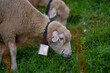 © Volodymyr - The sheeps in the meadows. Sheep with bell. Sheep pasture on an farm, close up. Sheep eating grass on a field. Sheep grazing in an alpine meadow.