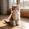© ลลิดา ไชยศรีษะ - Adorable Fluffy Kitten Sitting on Wooden Floor in Sunlight