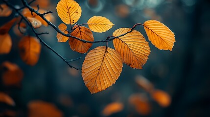 Poster - Autumn leaves on branch in forest; peaceful nature scene; beautiful fall colors; use as desktop wallpaper or social media post