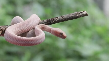 Wall Mural - trimeresurus purpureomaculatus on branch, mangrove pit viper with defensive position on branch