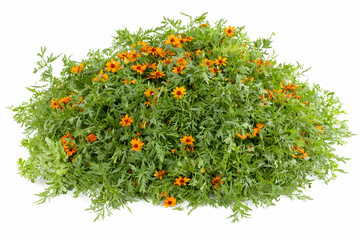 Orange flowers clump, isolated on white. Possible use Botanical display