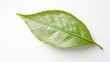 Delicate Green Tea Leaf Adorned with Intricate Veins and Texture