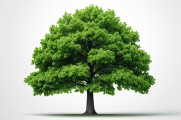 Wall Mural - a close up of a tree with green leaves on a white background