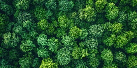 Poster - Aerial perspective of a lush summer forest featuring vibrant green foliage and dense treetops creating a rich natural tapestry of biodiversity