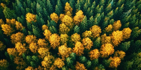 Fototapete - Aerial view showcasing a vibrant mix of golden yellow and deep green trees in a rural forest setting emphasizing autumn's natural beauty