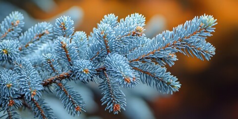 Poster - Close-up of a blue spruce branch Picea pungens showcasing vibrant blue-green needles and a rich bokeh background of warm autumn colors.