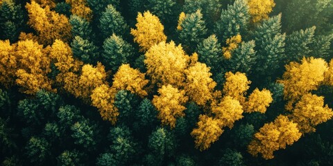 Fototapete - Aerial view highlighting vibrant yellow autumn trees interspersed among lush green conifers, capturing nature's contrast in a rural landscape