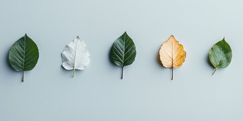 Wall Mural - Minimalist flat lay of five leaves arranged in a gradient from green to brown on a soft gray background highlighting nature's transition.