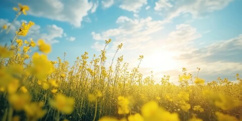 Poster - Vibrant rapeseed field with bright yellow flowers in the foreground against a serene blue sky and soft white clouds creating a tranquil atmosphere